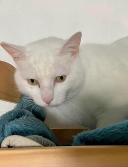 Jago-Gemütlicher Schmusekater - Bad Camberg