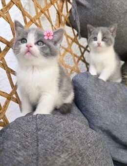 Zuckersüße Bkh Kitten - Köln