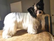 Chinese Crested Powder Puff (VDH) - Husby