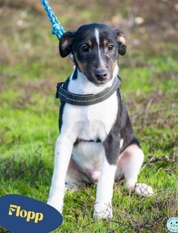 Flopp SI - aktiv, verspielt - Rheine