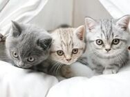 🐾 Britisch Kurzhaar (BKH) Kätzchen – mit Premium-Gesundheitsvorsorge! - Altenburg