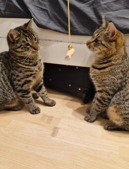 2 süße Kater suchen ein Zuhause - Augustdorf