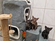 Zauberhafte OLH Kitten suchen ihr Personal - Neuburg (Donau) Zentrum