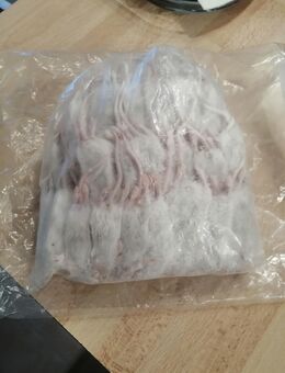 Kornnatter abzugeben - Augsburg