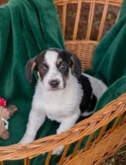 Flori: Hundekind sucht ein Zuhause - Kirchzell