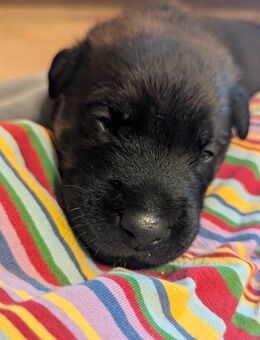 X- Herder Welpen - Stralendorf