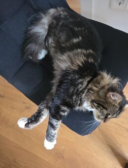 Katze Mimmi sucht neues Zuhause - Trebbin