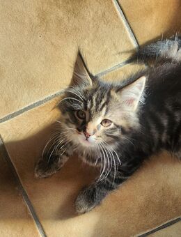 Maincoon Mix Kitten - Hamburg Wandsbek