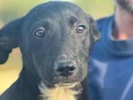 Dutch ist unser kleiner Herzensbub 🐾 - Elsdorf (Nordrhein-Westfalen)
