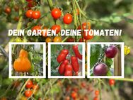 34 TOMATENSORTEN TOMATENPFLANZEN TOMATEN PFLANZEN - Hartenstein (Sachsen)