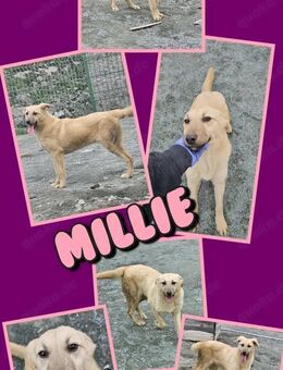 Hündin Millie wartet schon sooo lange... - Nürnberg