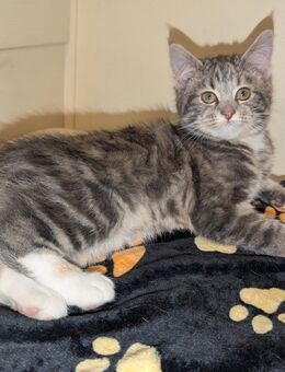 Süße blau-graue, Weiß,bunte Maine coon Perser BKH katze - Kyritz