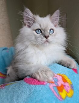 BLH Prinzessin blue point ausgeglichen und zart geimpft - Borkheide