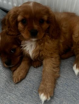 Wunderschöner Cavalier King Charles Spaniel Welpe sucht liebevolles Zuhause ❤️ - Hagen (Stadt der FernUniversität)