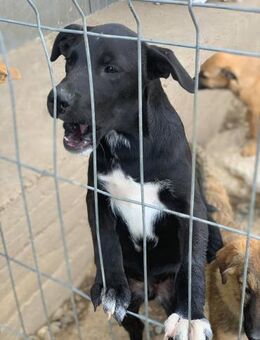 Ghost möchte mit dir die Welt erkunden - Celle