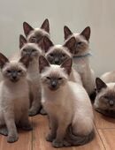 Reinrassige Siam-Thaikatze in 30952