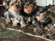 Welpe Yorkshire Terrier - Ingelheim (Rhein)