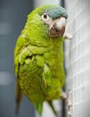 Hahns Zwergara Diopsittaca nobilis in 17349