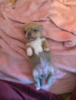 Chihuahua Welpen(reinrassig und typ voll)außergewöhnlich hübsch,Armani(Rüde) - Schriesheim