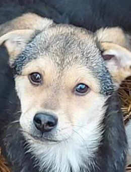 Arthur - Rotenburg (Fulda)