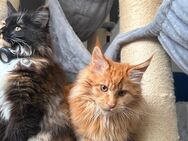 Maine-coon kather 14 Wochen alt - Windischeschenbach