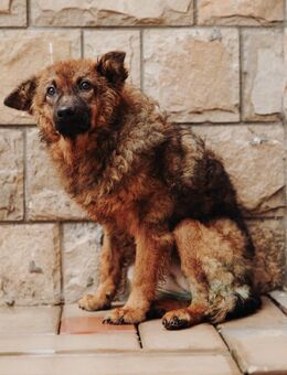 Tierschutz kleine Kämpferin Zara - Hamburg
