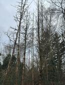 Bäume fällen gegen Holzmitnahme in 44269