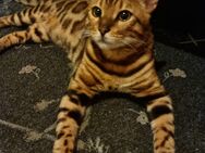 Bengal deckkater XXL - Appenweier