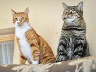 FiV+ Kater Goofy und Dennis - Grevenbroich