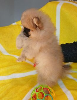 Süßer Pomeranian Zwergspitz zu verkaufen – Der perfekte Begleiter! - Stade (Hansestadt)