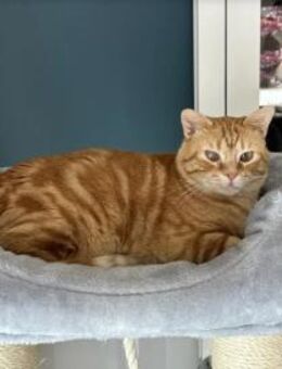 Tasio - wunderhübscher, lieber Kater - Wilhelmsfeld