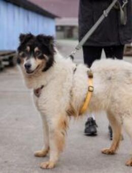 Liebenswerte Alita sucht Zuhause - München