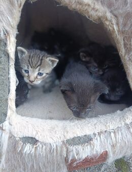 Katzenbabys, Kitten, Babykatzen schwarz, braun getigert - Zwönitz