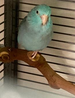 Himmelspapag. Pärchen sucht neues Zuhause - München Ramersdorf-Perlach