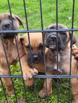 Cane Corso Boxer Mix Welpen - Wadersloh