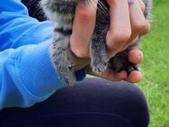 2 Kätzchen Kitten Hauskatzen grau/ braun getigert Maikätzchen - Wittenburg Zentrum