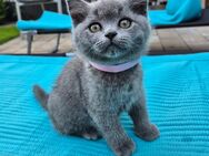 BKH Kitten Abgabereit