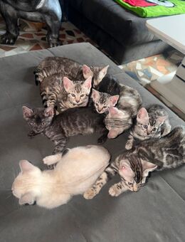 Bengal Kitten in Traum Optik - Wriezen