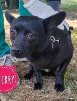 Cherry braucht Geborgenheit - Flörsheim-Dalsheim