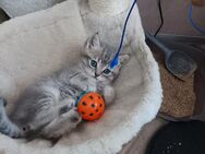 Britische Kurzhaar Katzen - Wesel