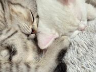 Zwei wunderschöne BKH-Kätzchen suchen ein liebevolles Zuhause – Romeo & Julie - Gelsenkirchen Heßler