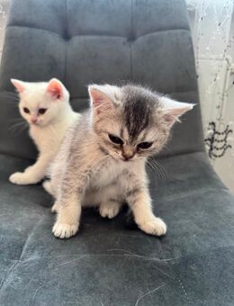 2 Katzen British Kurzhaar - Berlin Marzahn-Hellersdorf