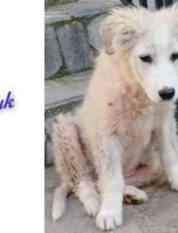 Vermittlungshilfe für Pamuk - Oberhausen