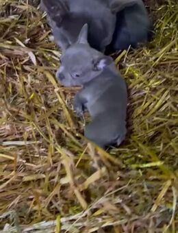 Französische Bulldoggen Welpen - Langen (Landkreis Cuxhaven)