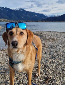 Hund in liebevolle Hände abzugeben - Allershausen