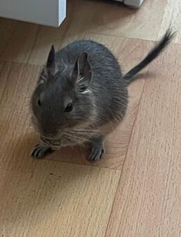 Junger Degu (männlich) sucht dringend ein liebevolles neues Zuhause - Grevenbroich