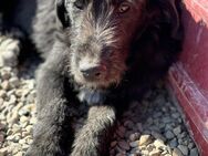 Gigi - sucht ein eigenes Körbchen - Celle