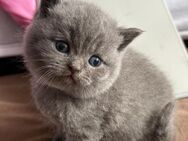 BKH Kitten