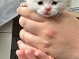 BKH Kitten suchen neues zuhause in 34132