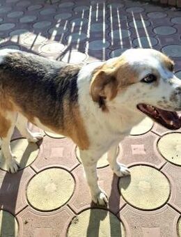 Rio - ein sanfter Gefährte - Löwenberger Land